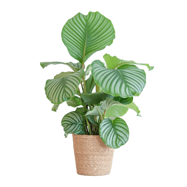 [Brand/Company Name] [Plant/Flower Type] and [Plant/Flower Type] set in [Material/Color] pot on [Material/Color] tray.