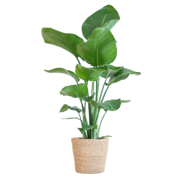 [Brand/Company Name] [Plant/Flower Type] and [Plant/Flower Type] set in [Material/Color] pot on [Material/Color] tray.