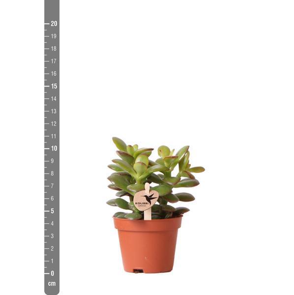 [Brand/Company Name] [Plant/Flower Type] and [Plant/Flower Type] set in [Material/Color] pot on [Material/Color] tray.