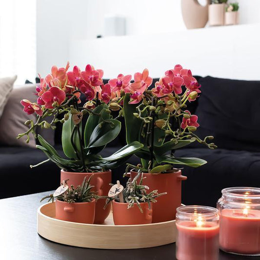 [Brand/Company Name] [Plant/Flower Type] and [Plant/Flower Type] set in [Material/Color] pot on [Material/Color] tray.