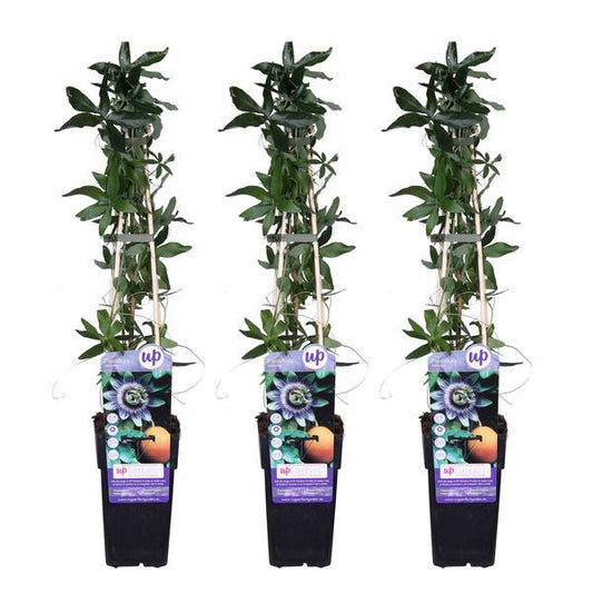 [Brand/Company Name] [Plant/Flower Type] and [Plant/Flower Type] set in [Material/Color] pot on [Material/Color] tray.