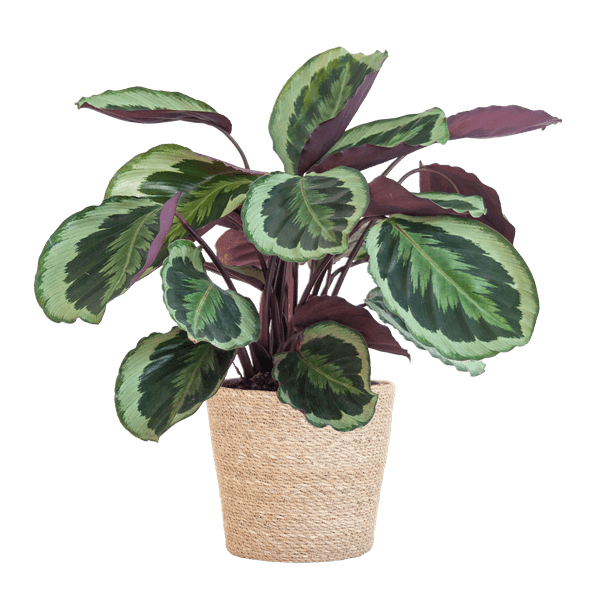 [Brand/Company Name] [Plant/Flower Type] and [Plant/Flower Type] set in [Material/Color] pot on [Material/Color] tray.