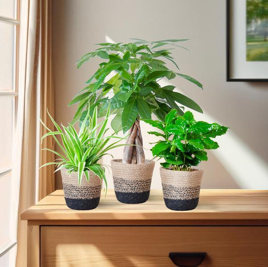 [Brand/Company Name] [Plant/Flower Type] and [Plant/Flower Type] set in [Material/Color] pot on [Material/Color] tray.