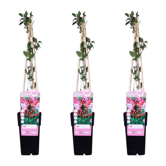 [Brand/Company Name] [Plant/Flower Type] and [Plant/Flower Type] set in [Material/Color] pot on [Material/Color] tray.