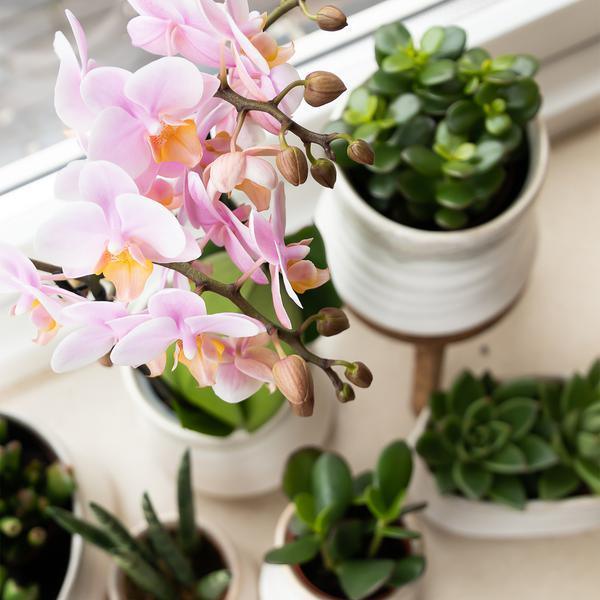 [Brand/Company Name] [Plant/Flower Type] and [Plant/Flower Type] set in [Material/Color] pot on [Material/Color] tray.