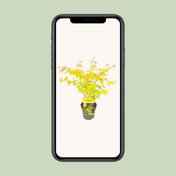 [Brand/Company Name] [Plant/Flower Type] and [Plant/Flower Type] set in [Material/Color] pot on [Material/Color] tray.