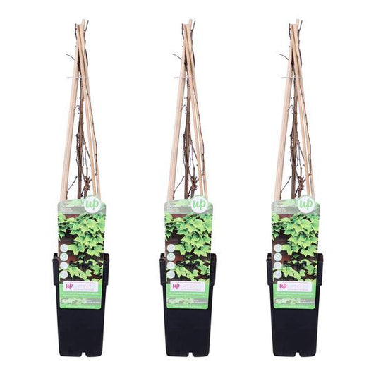 [Brand/Company Name] [Plant/Flower Type] and [Plant/Flower Type] set in [Material/Color] pot on [Material/Color] tray.