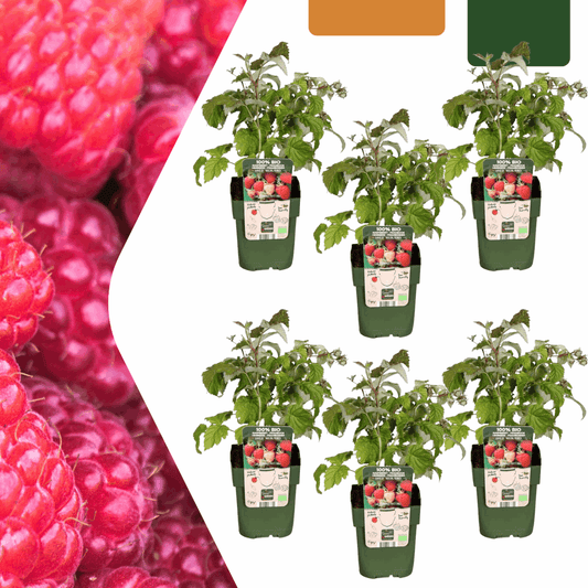 [Brand/Company Name] [Plant/Flower Type] and [Plant/Flower Type] set in [Material/Color] pot on [Material/Color] tray.