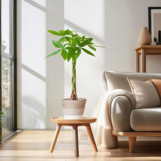 [Brand/Company Name] [Plant/Flower Type] and [Plant/Flower Type] set in [Material/Color] pot on [Material/Color] tray.