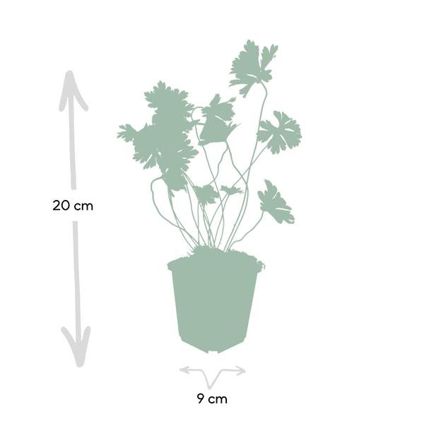 [Brand/Company Name] [Plant/Flower Type] and [Plant/Flower Type] set in [Material/Color] pot on [Material/Color] tray.