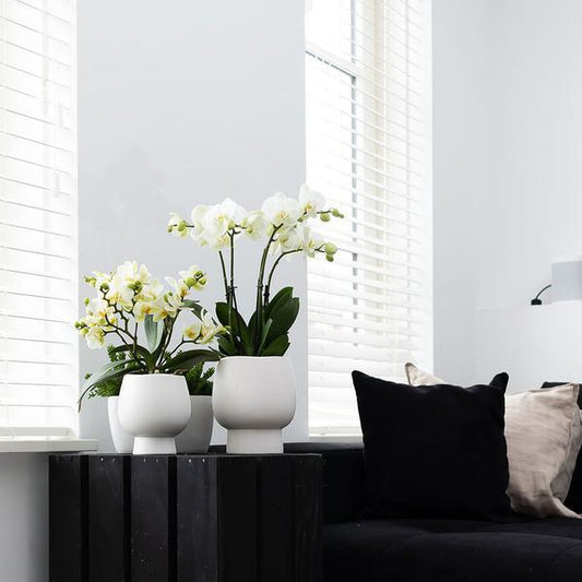 [Brand/Company Name] [Plant/Flower Type] and [Plant/Flower Type] set in [Material/Color] pot on [Material/Color] tray.