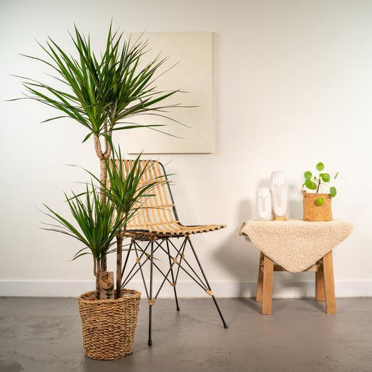 [Brand/Company Name] [Plant/Flower Type] and [Plant/Flower Type] set in [Material/Color] pot on [Material/Color] tray.