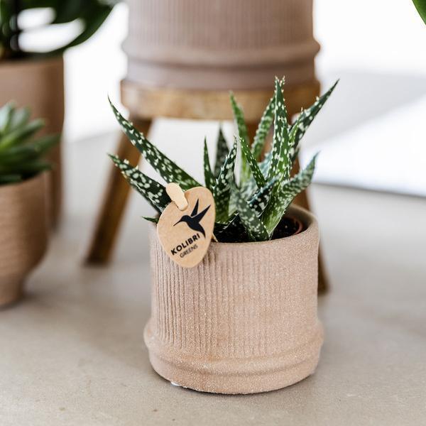 [Brand/Company Name] [Plant/Flower Type] and [Plant/Flower Type] set in [Material/Color] pot on [Material/Color] tray.