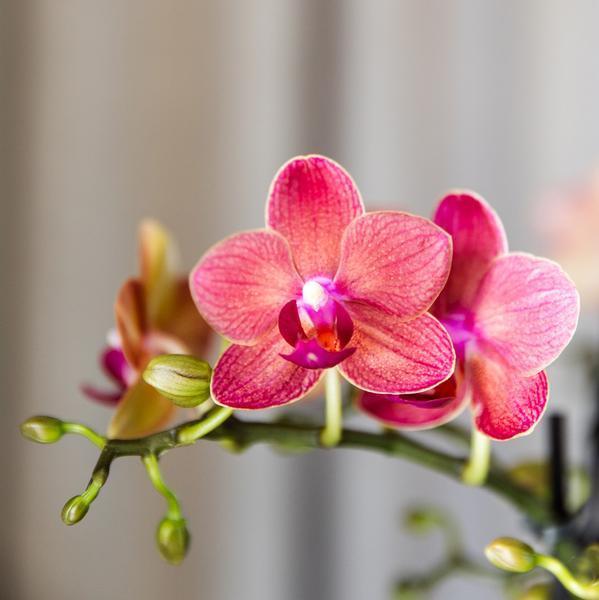 [Brand/Company Name] [Plant/Flower Type] and [Plant/Flower Type] set in [Material/Color] pot on [Material/Color] tray.