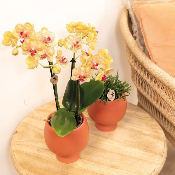 [Brand/Company Name] [Plant/Flower Type] and [Plant/Flower Type] set in [Material/Color] pot on [Material/Color] tray.