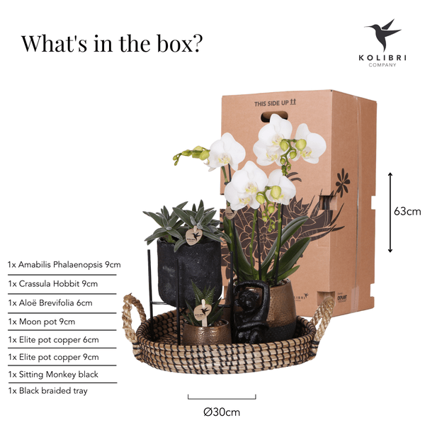 [Brand/Company Name] [Plant/Flower Type] and [Plant/Flower Type] set in [Material/Color] pot on [Material/Color] tray.