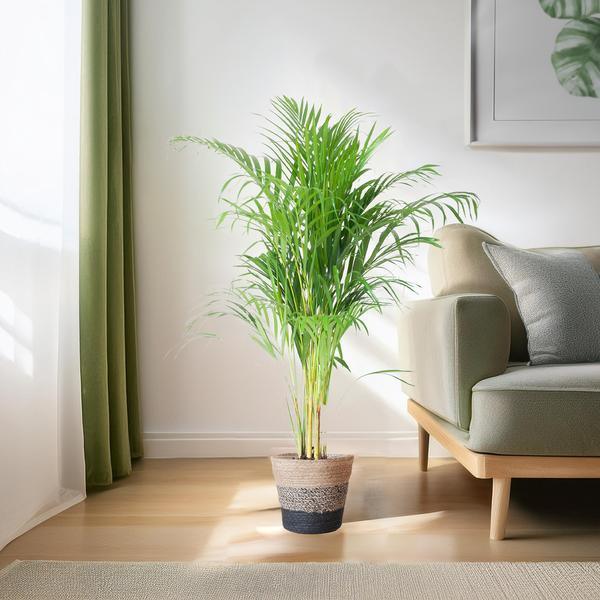 [Brand/Company Name] [Plant/Flower Type] and [Plant/Flower Type] set in [Material/Color] pot on [Material/Color] tray.
