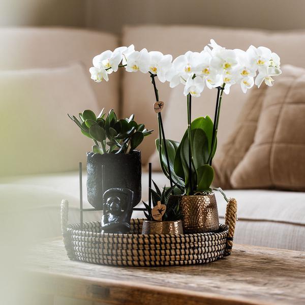 [Brand/Company Name] [Plant/Flower Type] and [Plant/Flower Type] set in [Material/Color] pot on [Material/Color] tray.