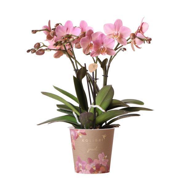 [Brand/Company Name] [Plant/Flower Type] and [Plant/Flower Type] set in [Material/Color] pot on [Material/Color] tray.