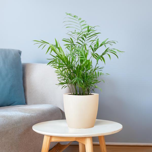 [Brand/Company Name] [Plant/Flower Type] and [Plant/Flower Type] set in [Material/Color] pot on [Material/Color] tray.