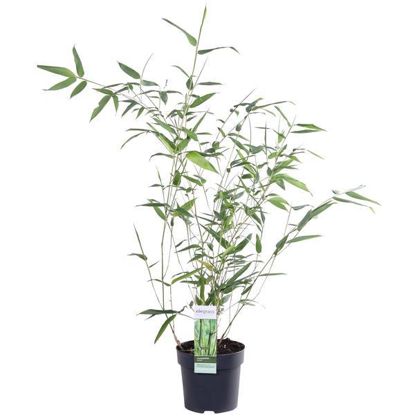 [Brand/Company Name] [Plant/Flower Type] and [Plant/Flower Type] set in [Material/Color] pot on [Material/Color] tray.