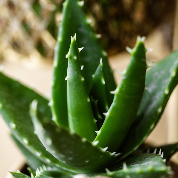 [Brand/Company Name] [Plant/Flower Type] and [Plant/Flower Type] set in [Material/Color] pot on [Material/Color] tray.