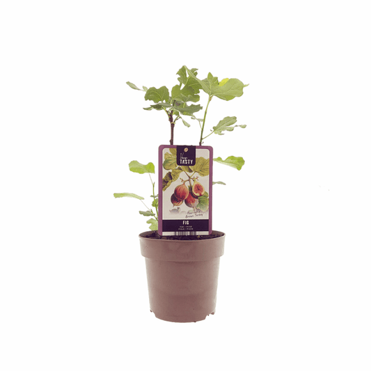[Brand/Company Name] [Plant/Flower Type] and [Plant/Flower Type] set in [Material/Color] pot on [Material/Color] tray.