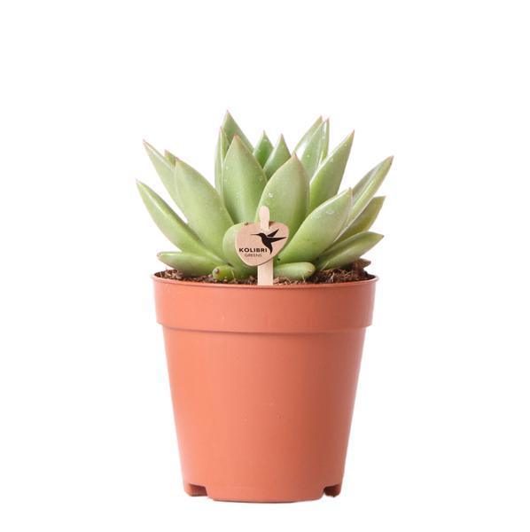 [Brand/Company Name] [Plant/Flower Type] and [Plant/Flower Type] set in [Material/Color] pot on [Material/Color] tray.
