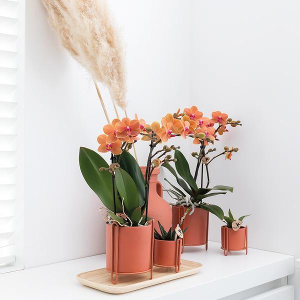 [Brand/Company Name] [Plant/Flower Type] and [Plant/Flower Type] set in [Material/Color] pot on [Material/Color] tray.