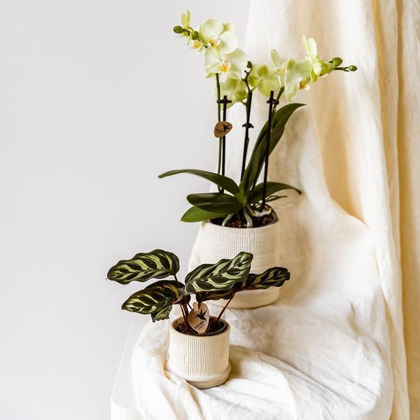 [Brand/Company Name] [Plant/Flower Type] and [Plant/Flower Type] set in [Material/Color] pot on [Material/Color] tray.