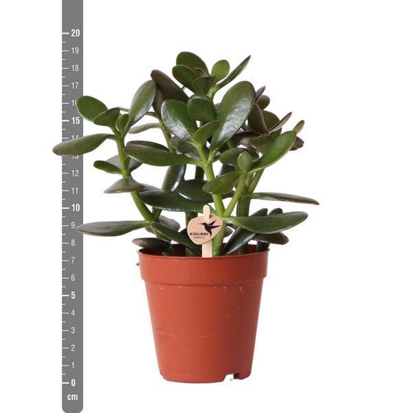 [Brand/Company Name] [Plant/Flower Type] and [Plant/Flower Type] set in [Material/Color] pot on [Material/Color] tray.