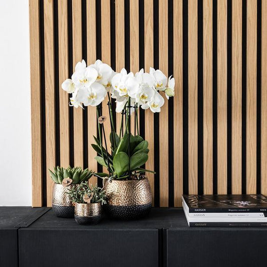 [Brand/Company Name] [Plant/Flower Type] and [Plant/Flower Type] set in [Material/Color] pot on [Material/Color] tray.