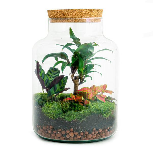 [Brand/Company Name] [Plant/Flower Type] and [Plant/Flower Type] set in [Material/Color] pot on [Material/Color] tray.
