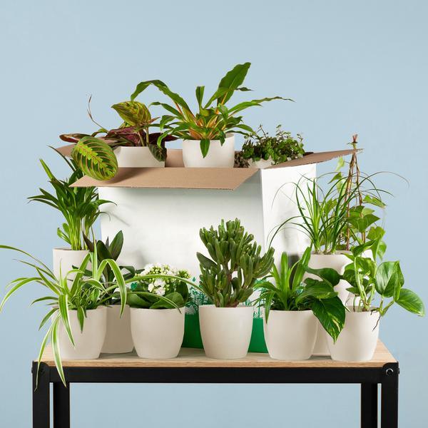 [Brand/Company Name] [Plant/Flower Type] and [Plant/Flower Type] set in [Material/Color] pot on [Material/Color] tray.