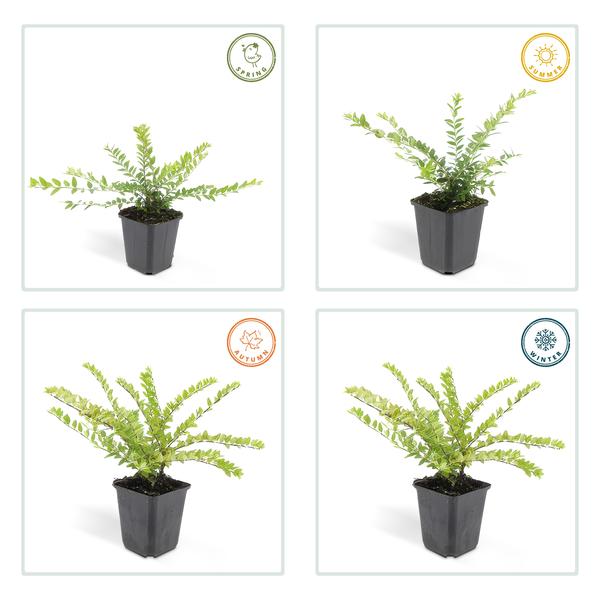 [Brand/Company Name] [Plant/Flower Type] and [Plant/Flower Type] set in [Material/Color] pot on [Material/Color] tray.