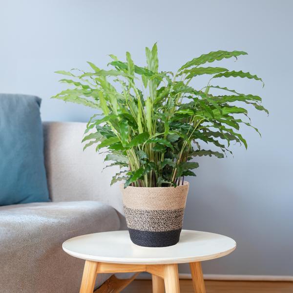 [Brand/Company Name] [Plant/Flower Type] and [Plant/Flower Type] set in [Material/Color] pot on [Material/Color] tray.