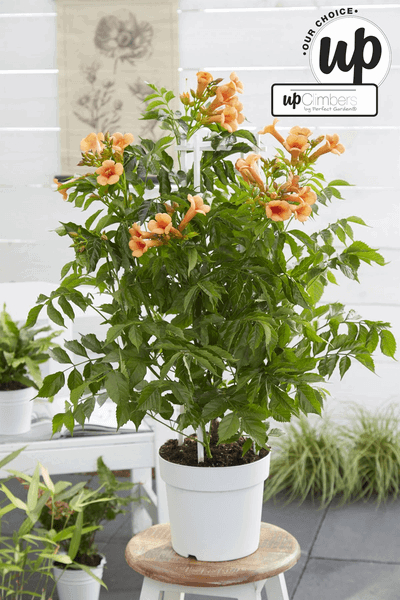 [Brand/Company Name] [Plant/Flower Type] and [Plant/Flower Type] set in [Material/Color] pot on [Material/Color] tray.