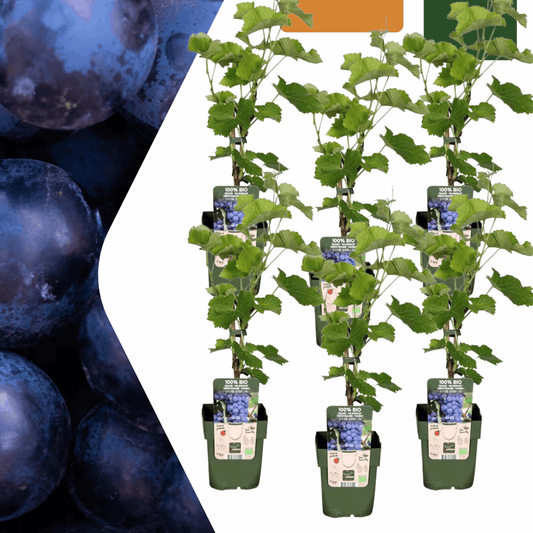 [Brand/Company Name] [Plant/Flower Type] and [Plant/Flower Type] set in [Material/Color] pot on [Material/Color] tray.