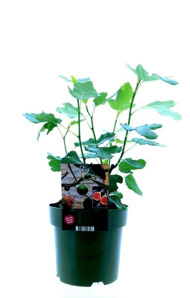 [Brand/Company Name] [Plant/Flower Type] and [Plant/Flower Type] set in [Material/Color] pot on [Material/Color] tray.