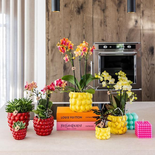 [Brand/Company Name] [Plant/Flower Type] and [Plant/Flower Type] set in [Material/Color] pot on [Material/Color] tray.