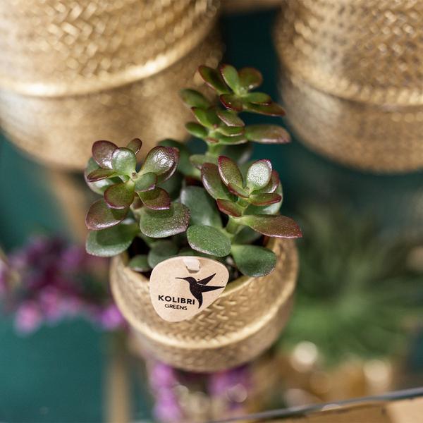 [Brand/Company Name] [Plant/Flower Type] and [Plant/Flower Type] set in [Material/Color] pot on [Material/Color] tray.