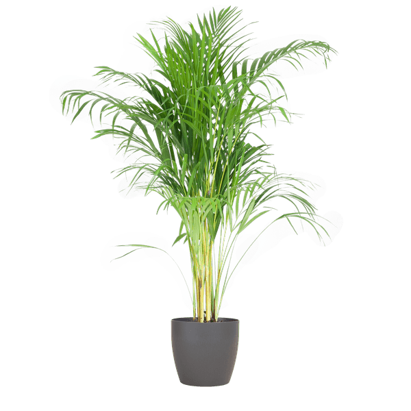 [Brand/Company Name] [Plant/Flower Type] and [Plant/Flower Type] set in [Material/Color] pot on [Material/Color] tray.