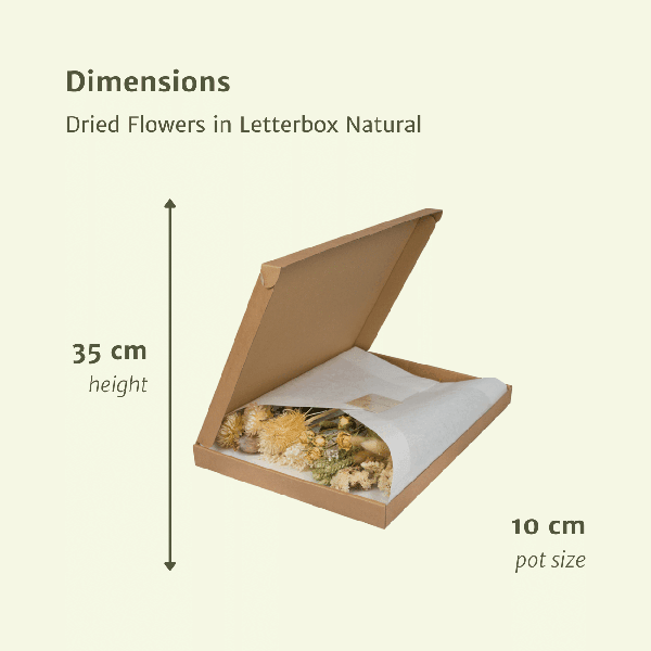 [Brand/Company Name] [Plant/Flower Type] and [Plant/Flower Type] set in [Material/Color] pot on [Material/Color] tray.