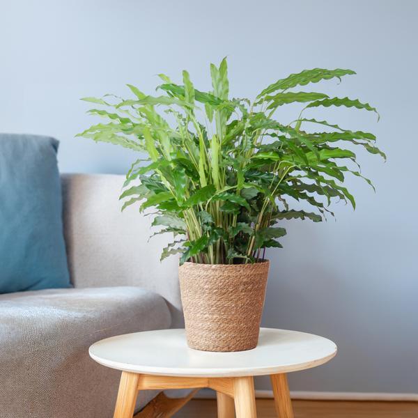 [Brand/Company Name] [Plant/Flower Type] and [Plant/Flower Type] set in [Material/Color] pot on [Material/Color] tray.