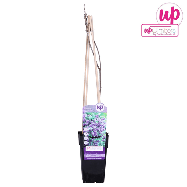 [Brand/Company Name] [Plant/Flower Type] and [Plant/Flower Type] set in [Material/Color] pot on [Material/Color] tray.