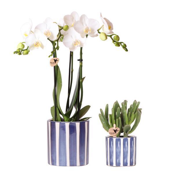 [Brand/Company Name] [Plant/Flower Type] and [Plant/Flower Type] set in [Material/Color] pot on [Material/Color] tray.