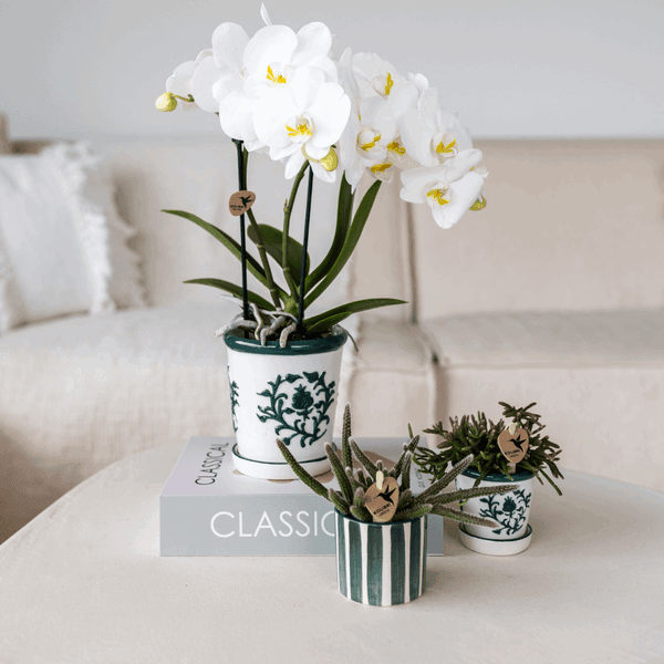 [Brand/Company Name] [Plant/Flower Type] and [Plant/Flower Type] set in [Material/Color] pot on [Material/Color] tray.