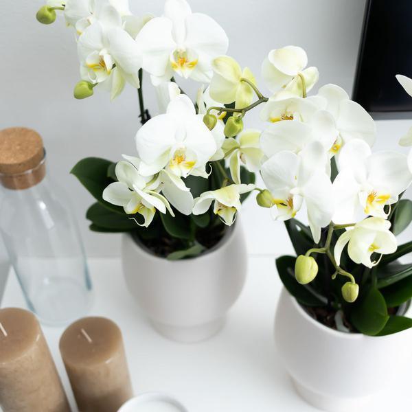 [Brand/Company Name] [Plant/Flower Type] and [Plant/Flower Type] set in [Material/Color] pot on [Material/Color] tray.