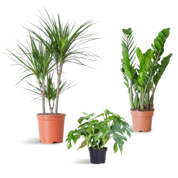 [Brand/Company Name] [Plant/Flower Type] and [Plant/Flower Type] set in [Material/Color] pot on [Material/Color] tray.
