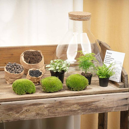[Brand/Company Name] [Plant/Flower Type] and [Plant/Flower Type] set in [Material/Color] pot on [Material/Color] tray.